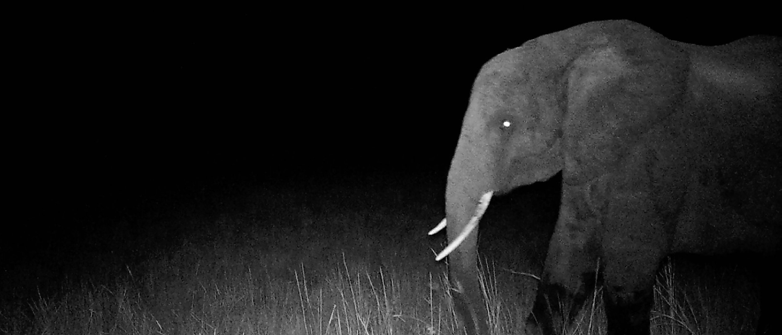 Ghost Elephants